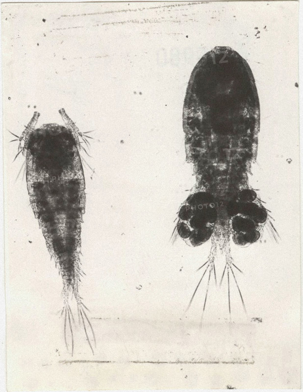 Cyclop strenuus, male and female