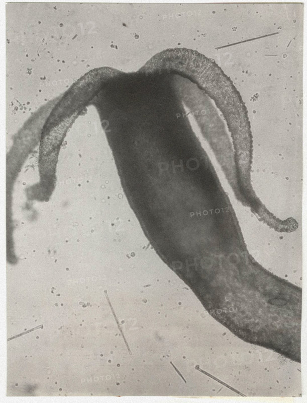 Hydra