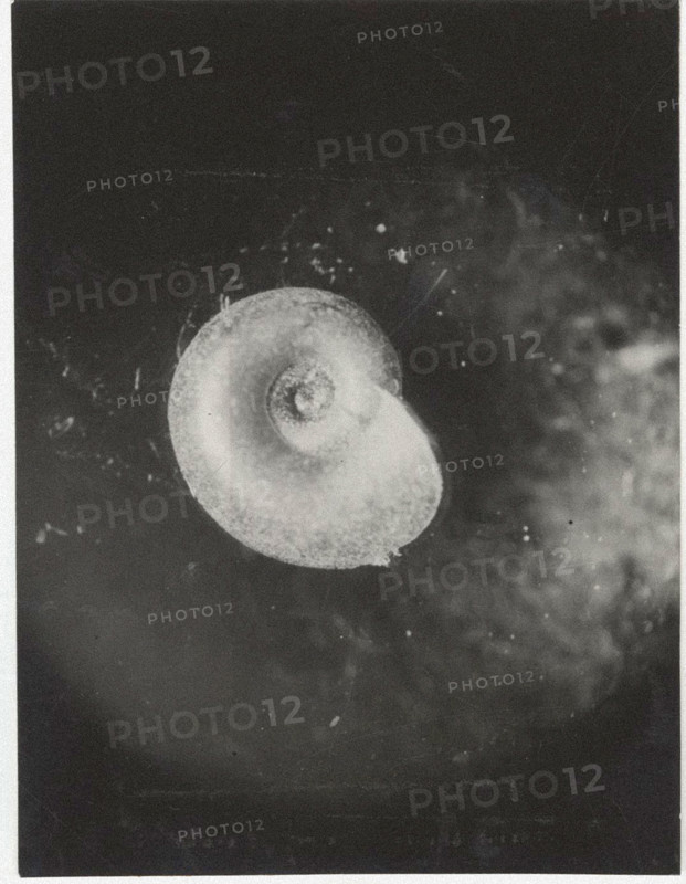 Planorbis carinatus. Shell