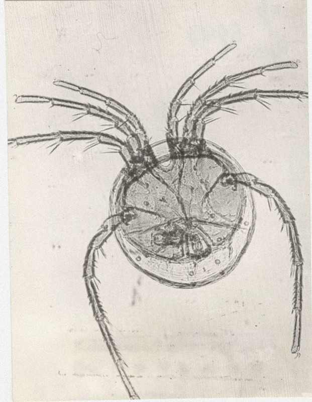Lebertia