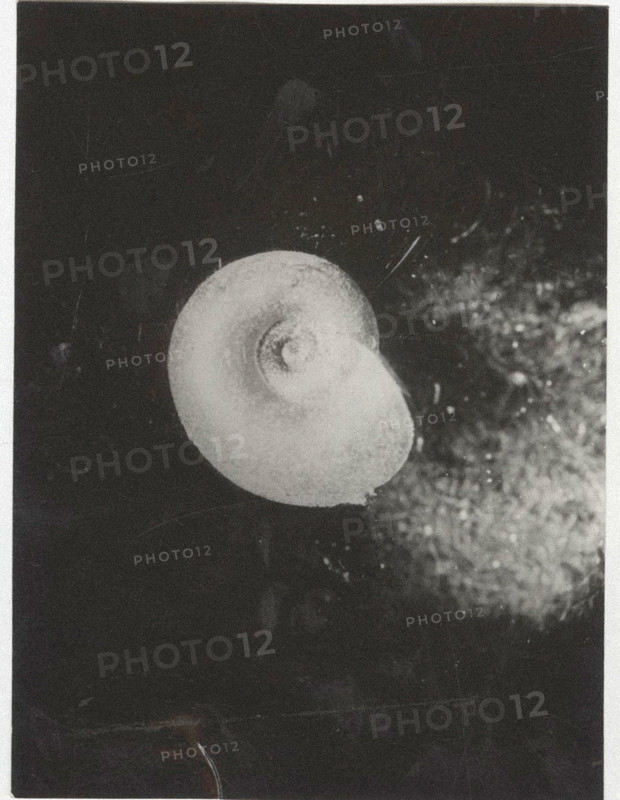 Planorbis carinatus. Shell