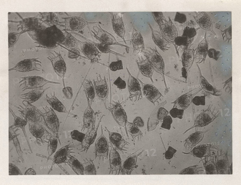 Keratella cochlearis and Codonella lacustris