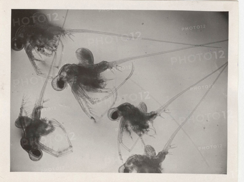 Cladocerean water fleas