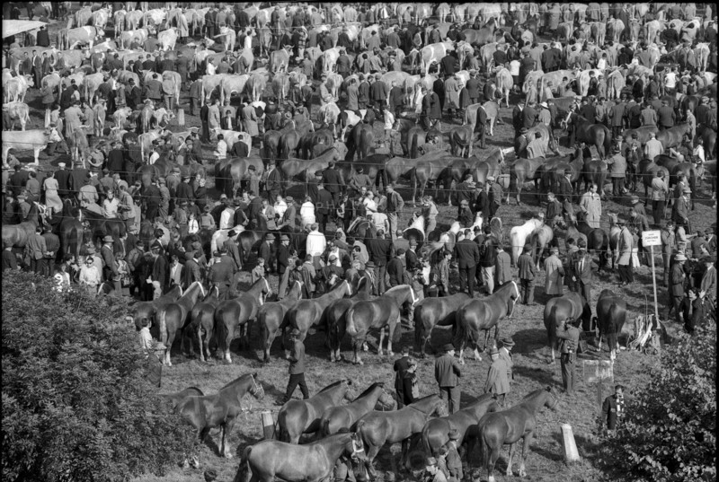 Cows at the horse market of Chaindon-Reconvilier, 1969.
