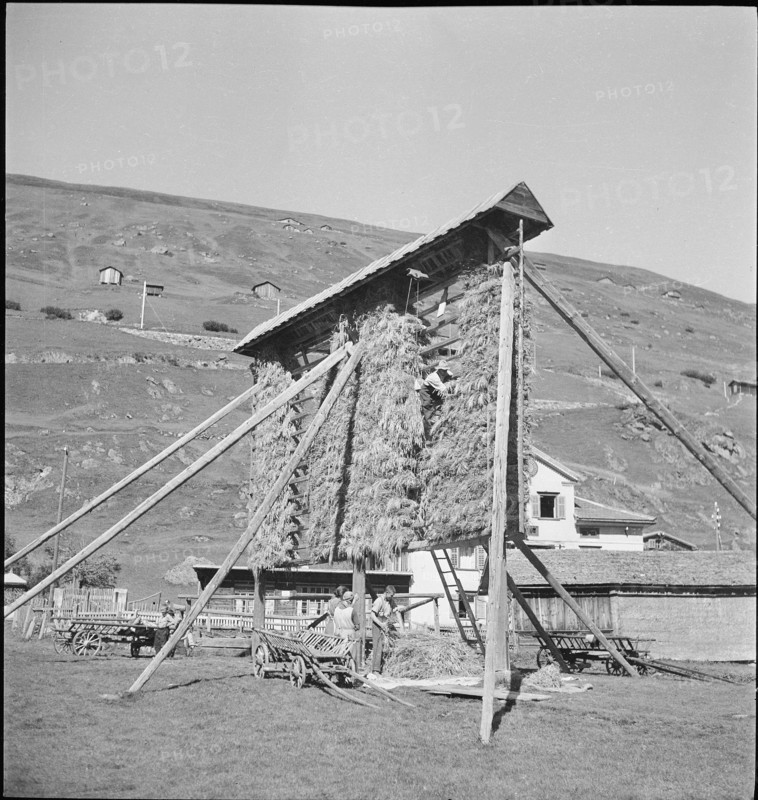 WW 2: grain crop, harvest in Tschamut 1941.