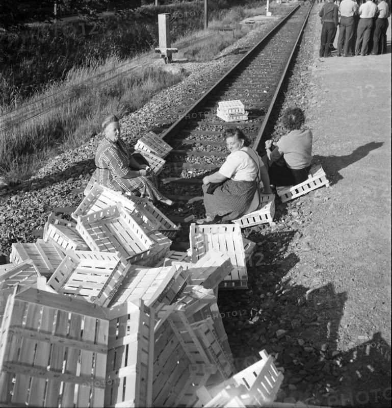 Valais; Apricot producers demonstrate against importation from abroad; 1953.