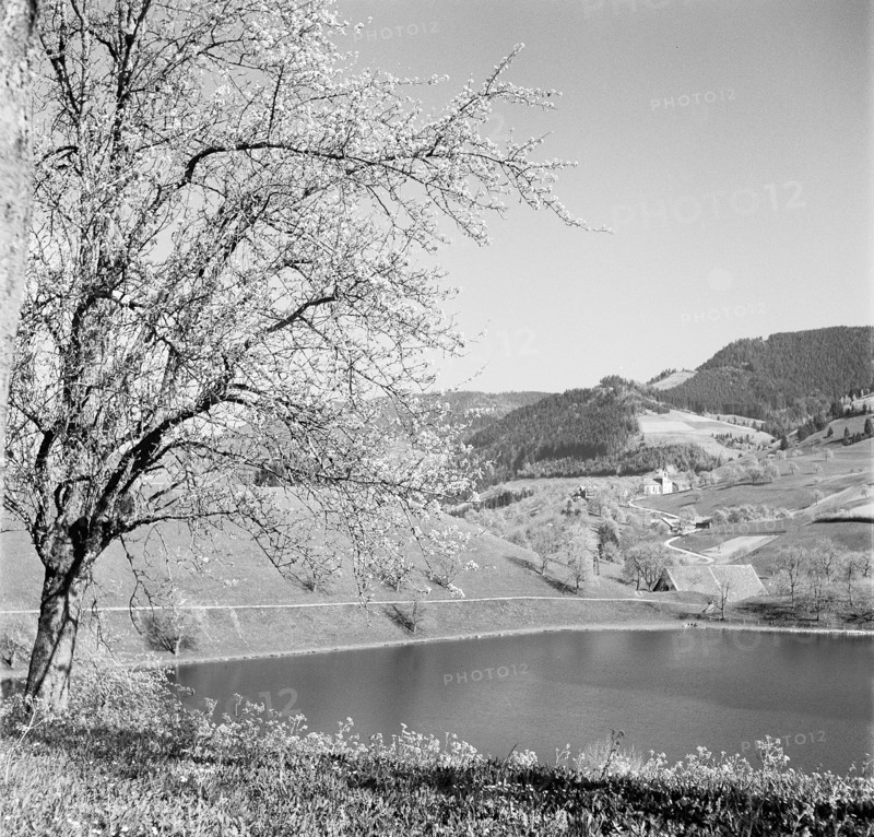 Countryside near the village Finstersee, 1946.