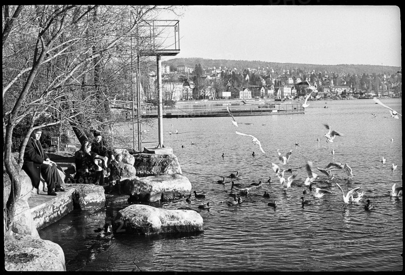 Spring, january 1971: Lake shore, seabirds.