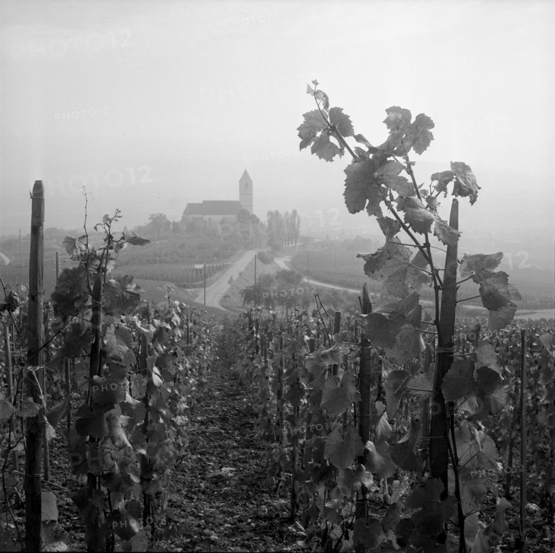 Vineyard near Hallau; 1958.
