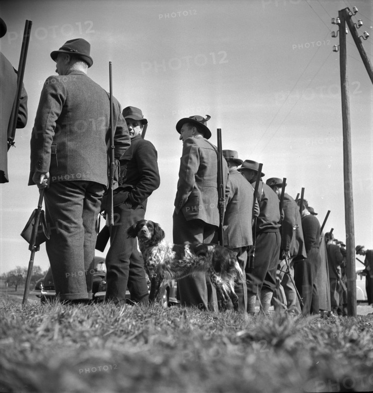 Hunting wild boars in Elgg, 1950.