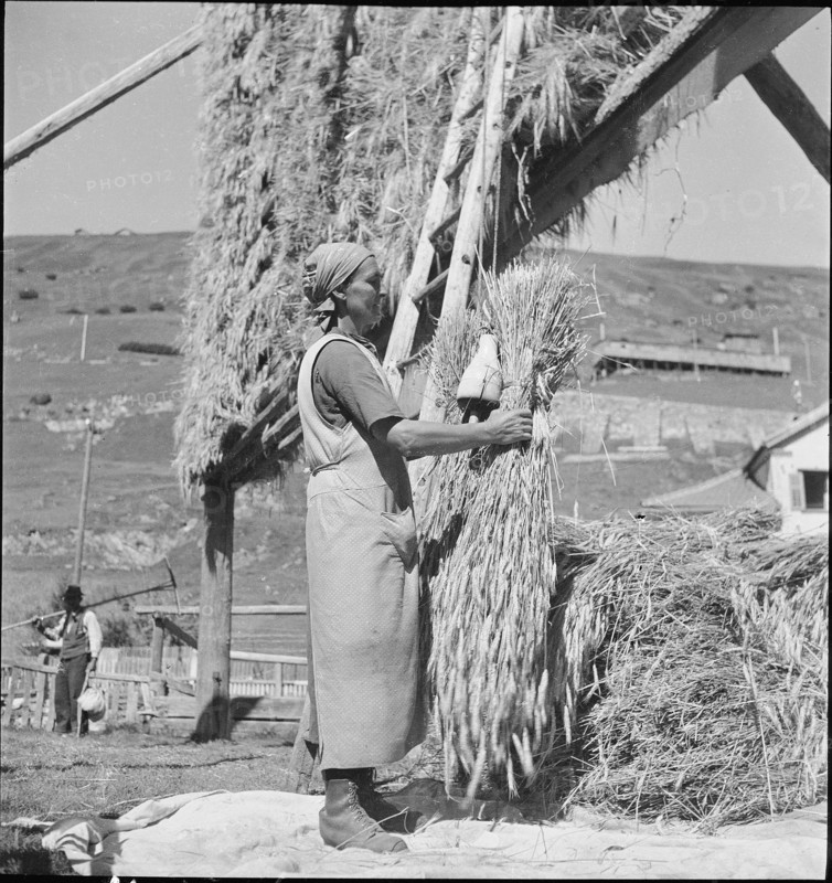 WW 2: grain crop, harvest in Tschamut 1941.