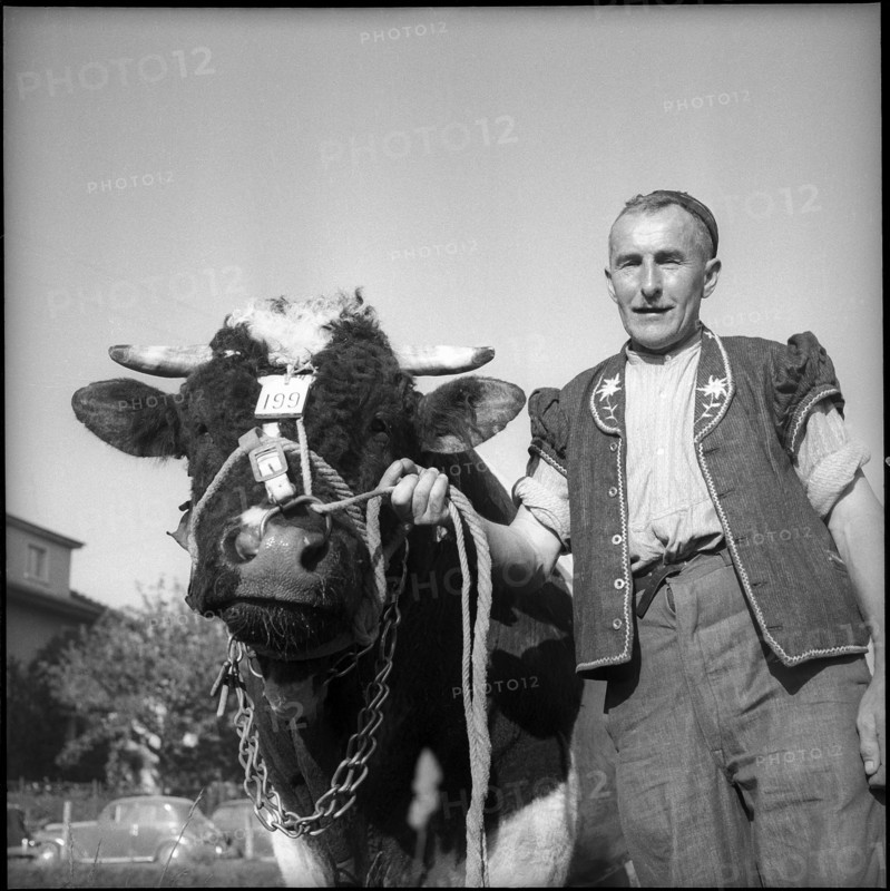 Express, most beautiful bull at breeding bull market Bulle 1951.