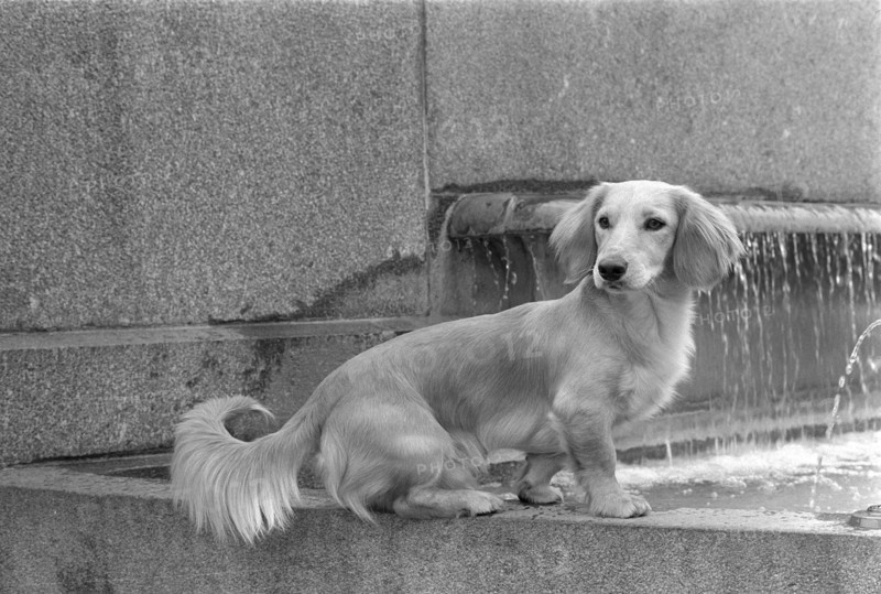 Dachshund Yogi sitting on fountain border 1970.