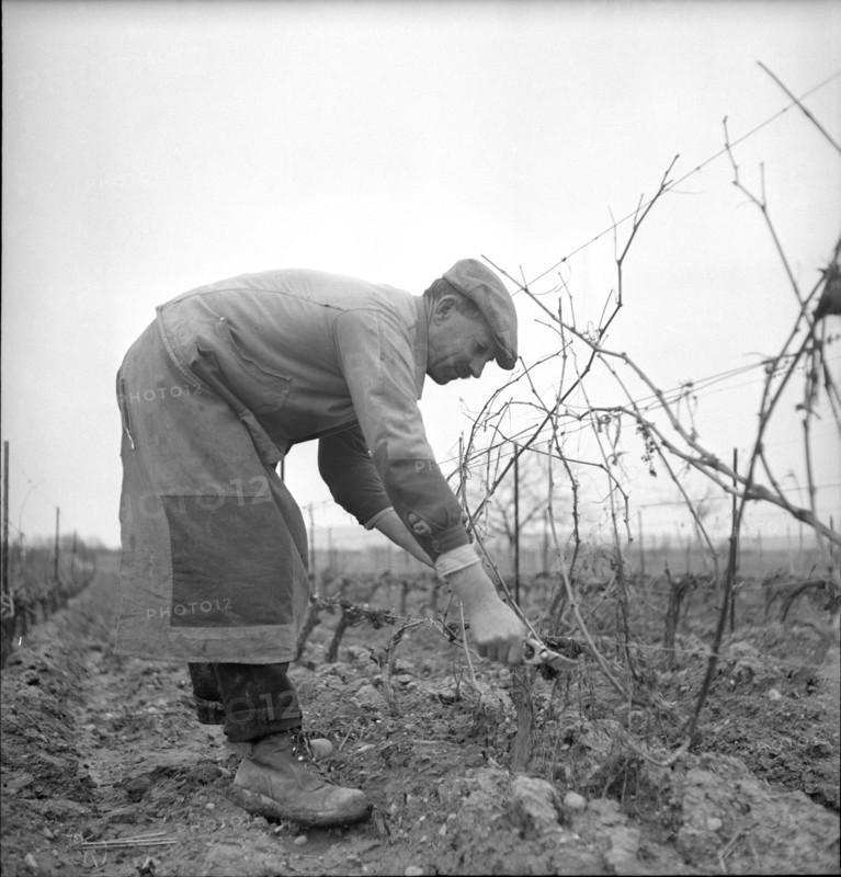 Gy: winegrower cutting vine; 1947.