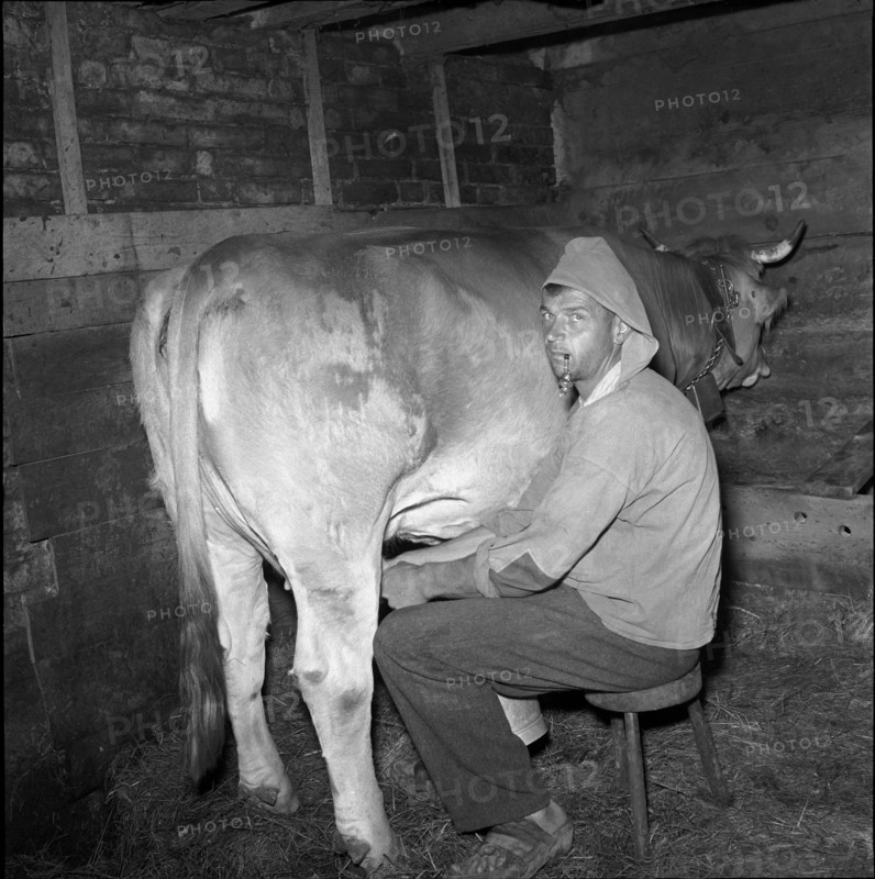 Alpthal; farmer milking cow; 1951.