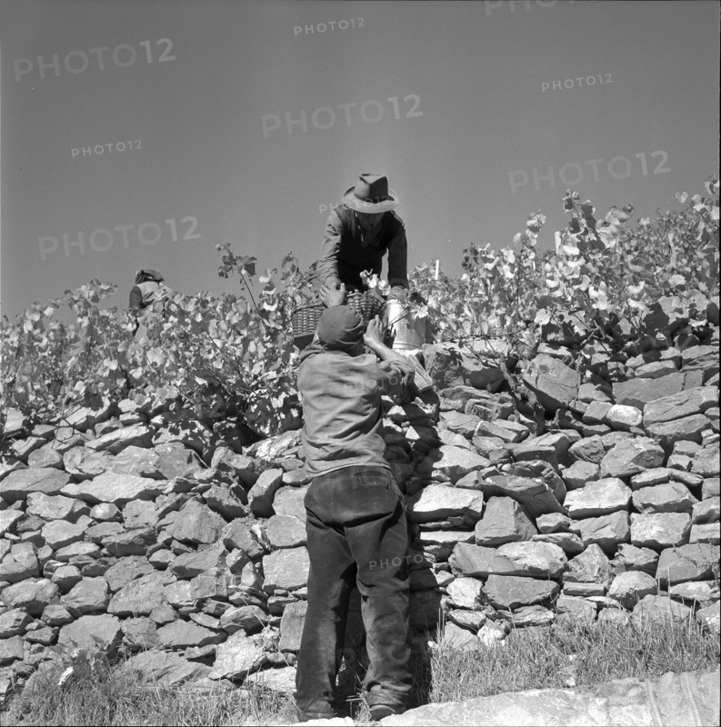 Heidenwein: stonewall in a vineyard, 1956.