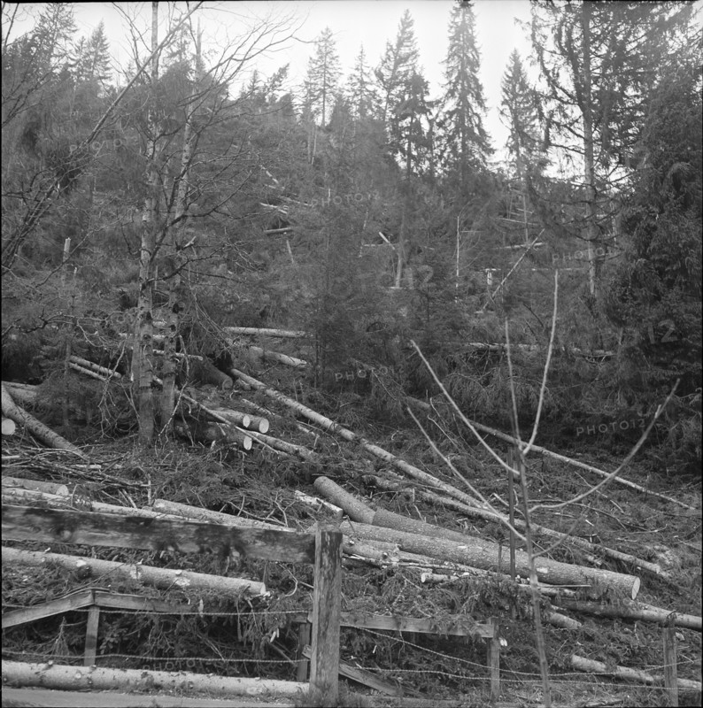 Zweisimmen, uprooted, damaged trees after fohn storm; 1962.