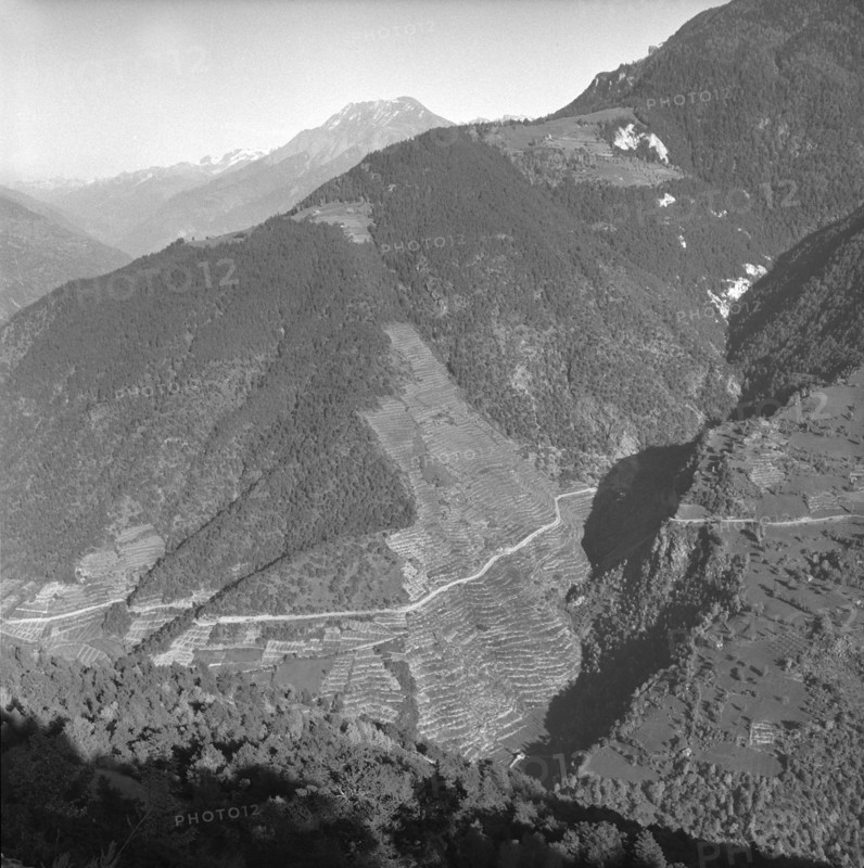 Heidenwein: submontane vineyards of Hohtenn, 1956.