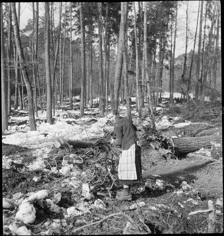 Woman, collecting firewood; 1942.