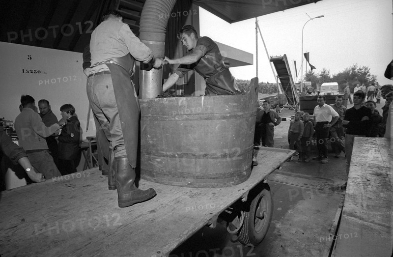 Vintage in Hallau, 1967.
