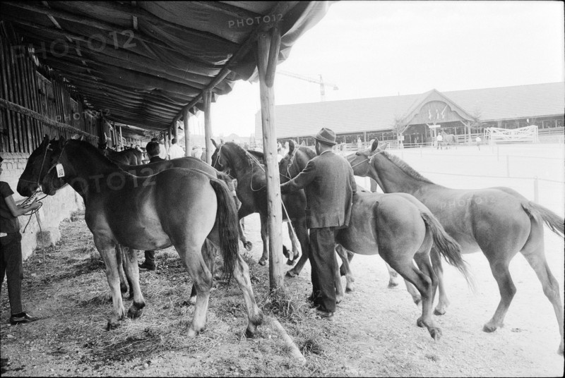 62nd Marche-Concours Saignelegier, horse stable, 1965.
