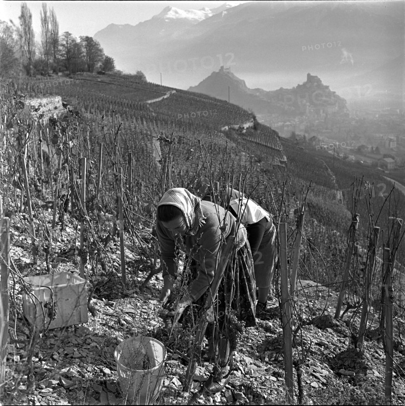 Late vintage to produce Eiswein in Diolly sur Sion, 1962.
