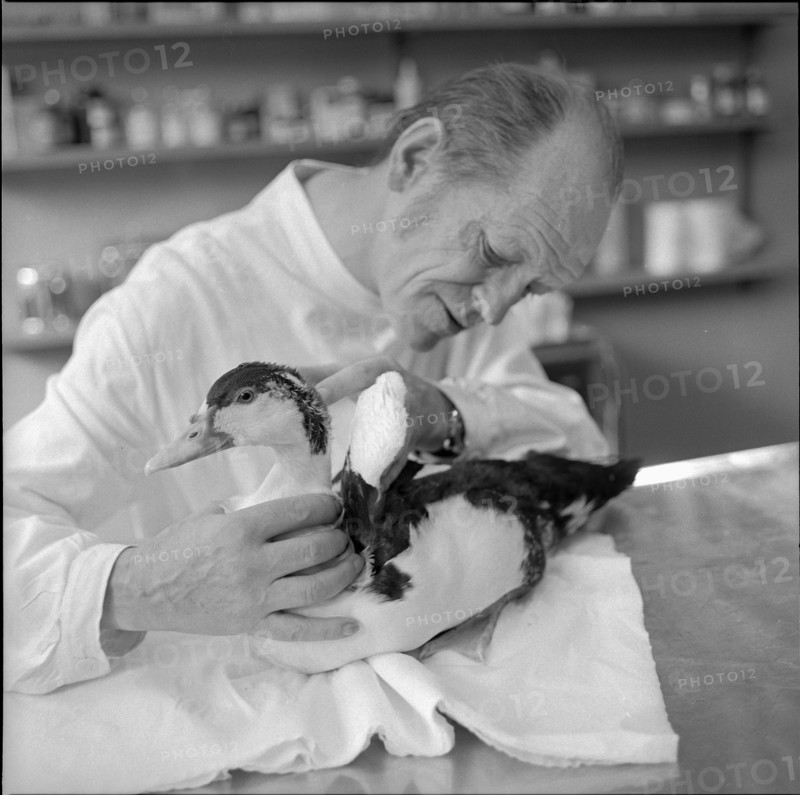 Goose at the veterinary surgeon, Zurich 1973.