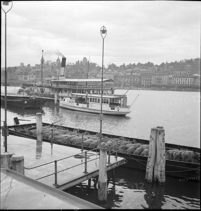 Cattle transport on the Lake Lucerne, 1941.