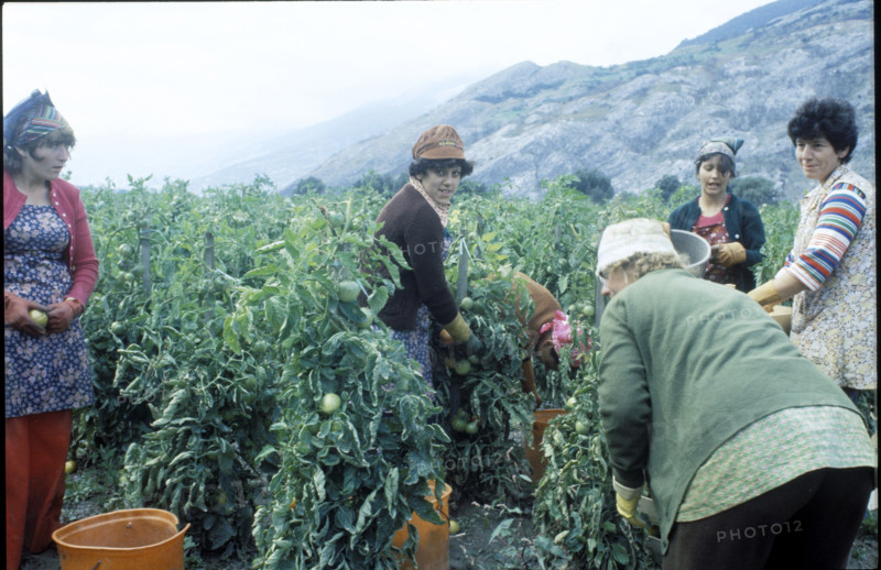 Women pickig tomatoes in canton Valais 1980.