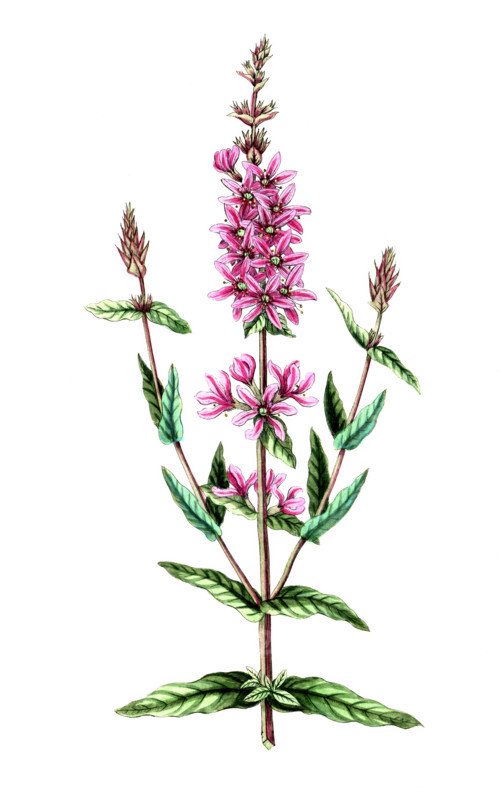Lythrum salicaria