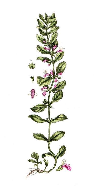 Teucrium scordium