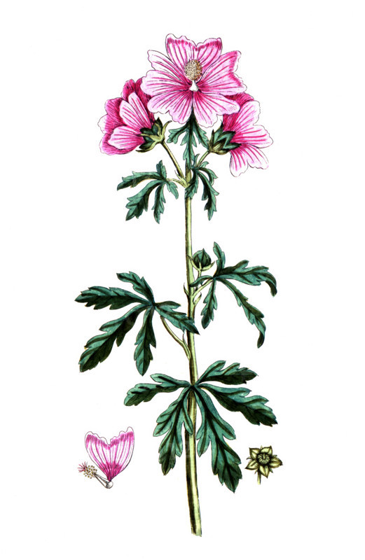 Malva alcea