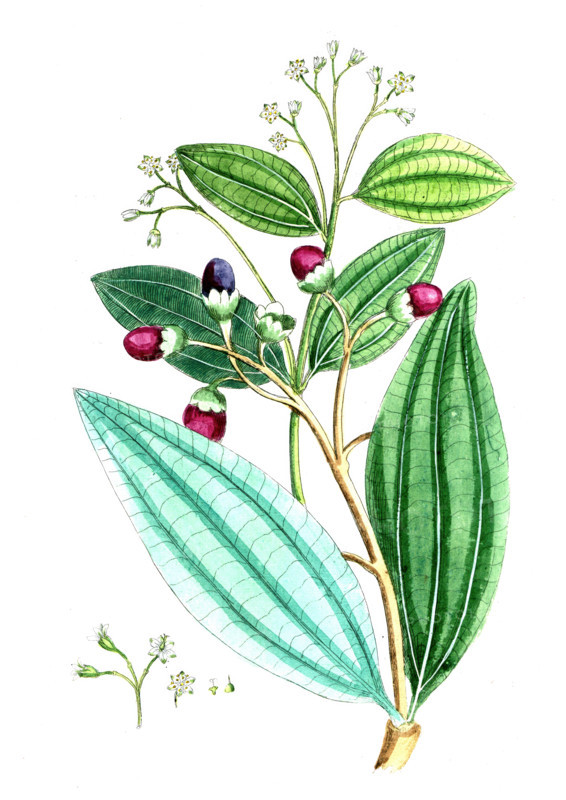 Laurus cassia