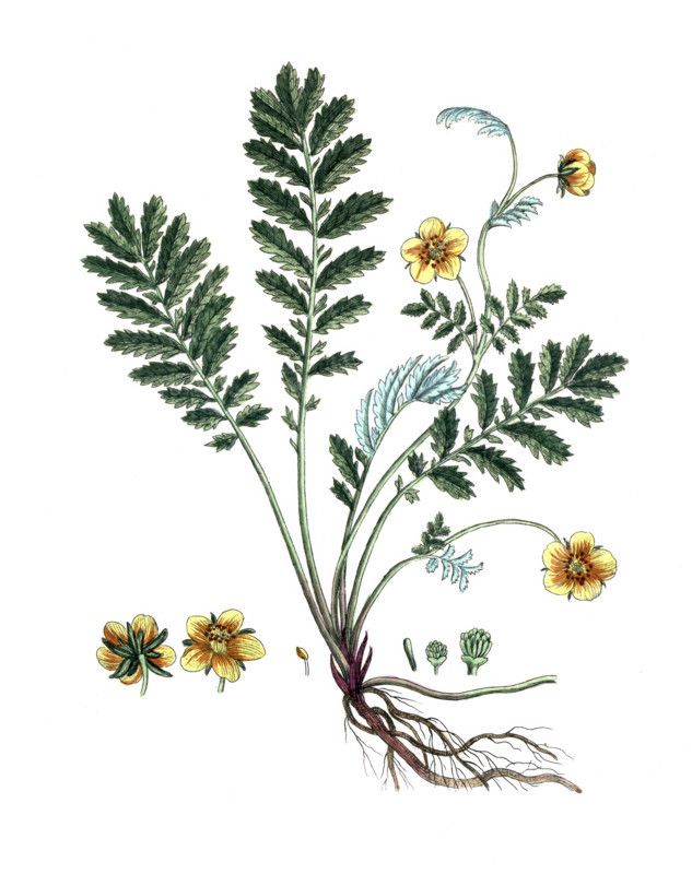Potentilla anserina