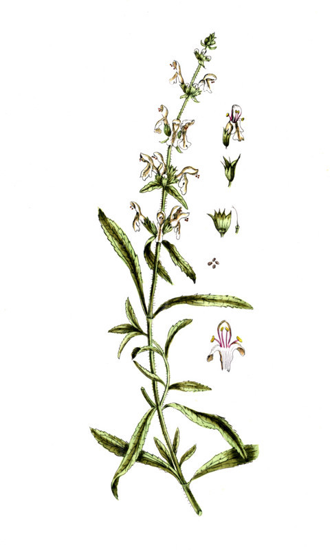 Stachys recta