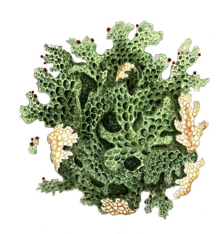 Lichen pulmonarius