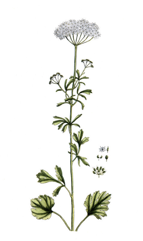 Pimpinella anisum
