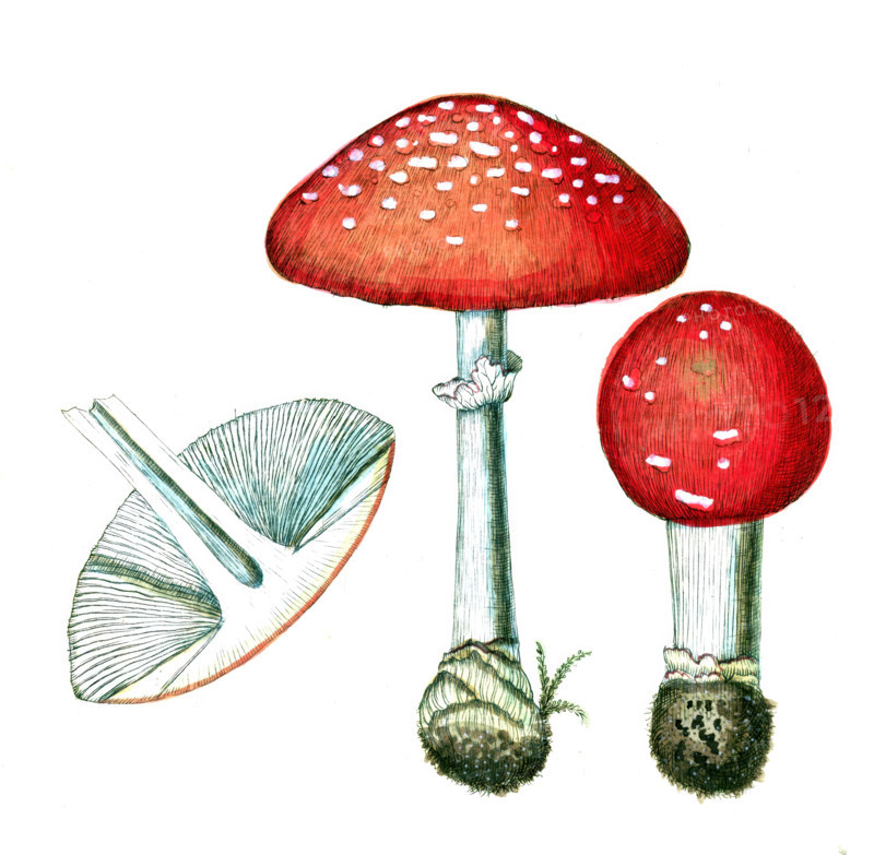 Agarieus muscarius