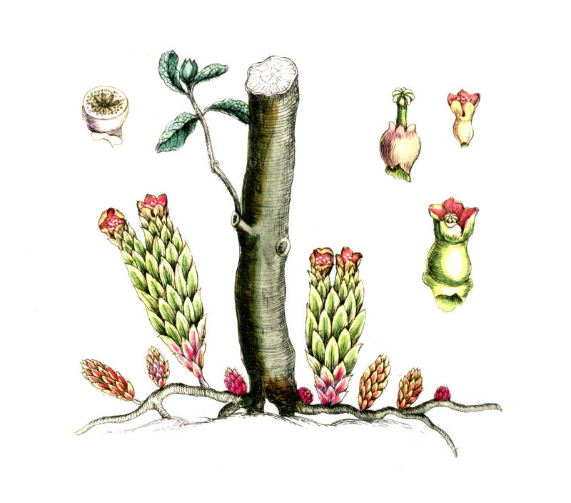 Cytinus hypocistis