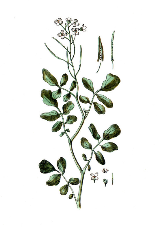 Sisymbrium nasturtium