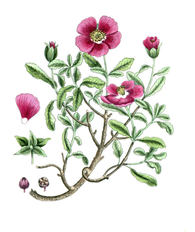 Cistus creticus
