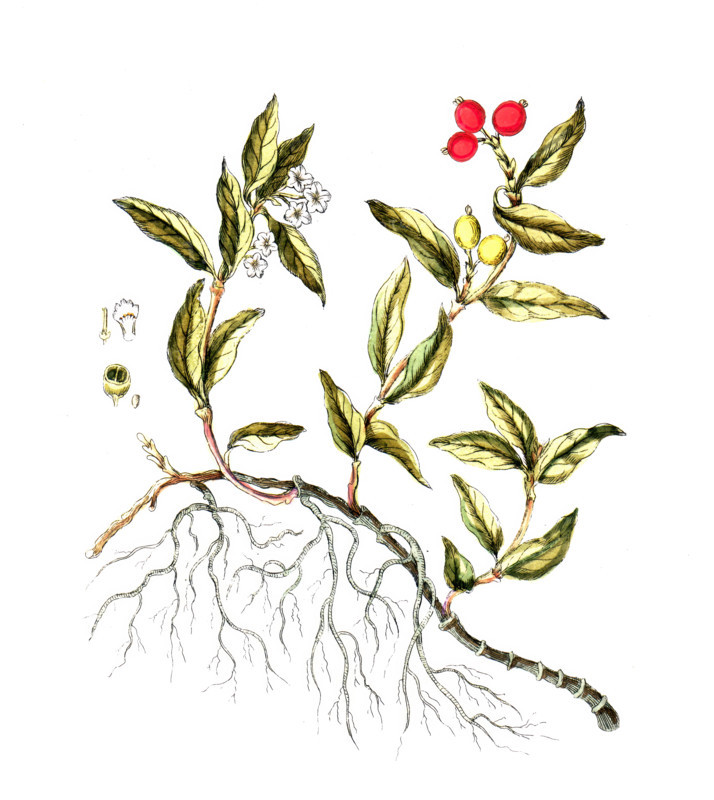 Ronabea emetica