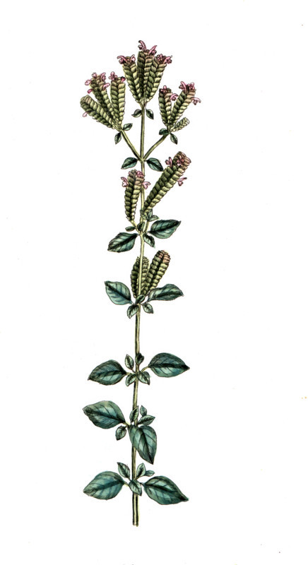 Origanum creticum