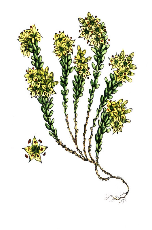 Sedum acre