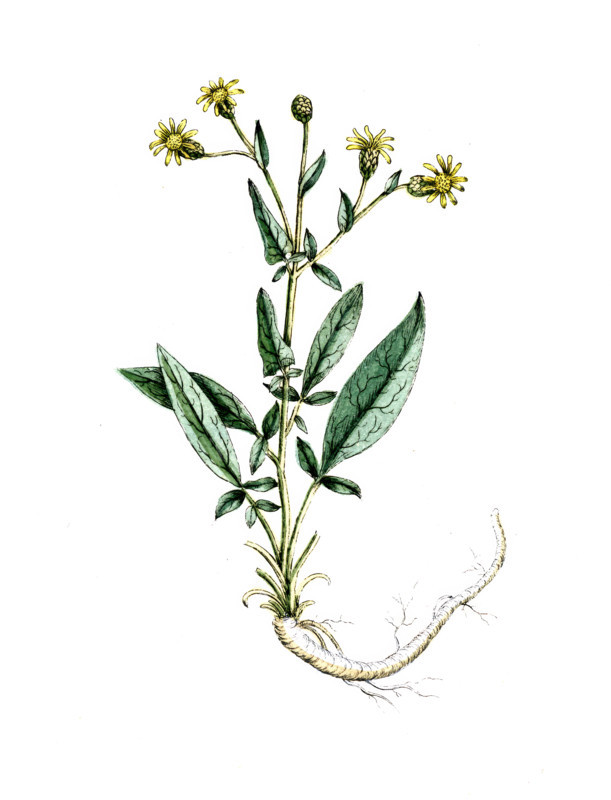 Centaurea behen