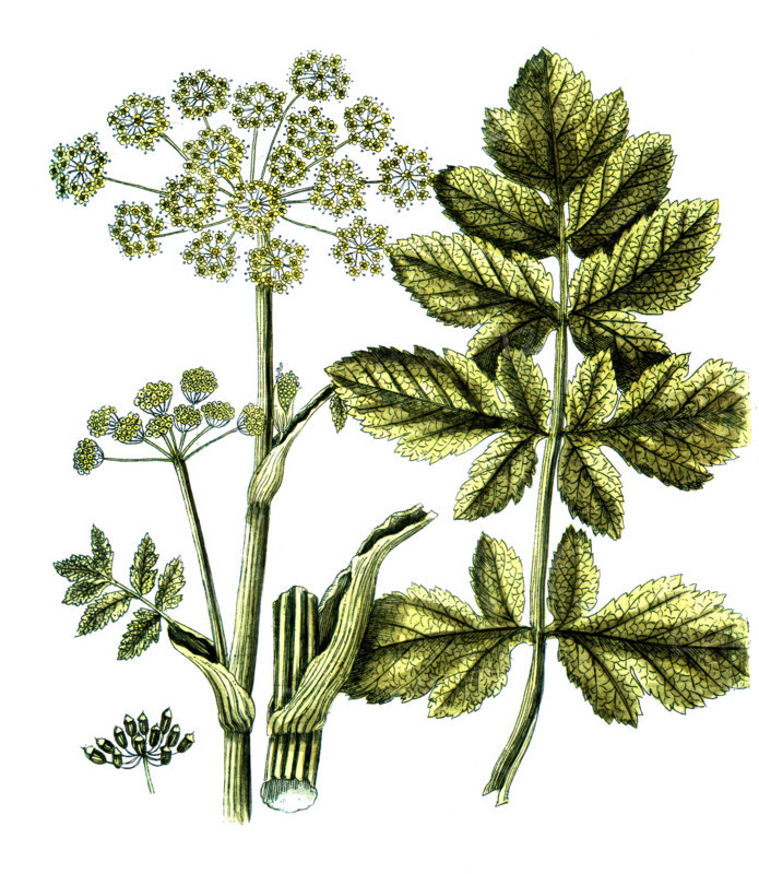 Pastinaca opopanax