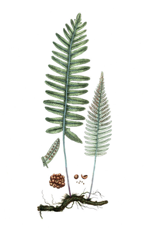 Polypodium vulgare