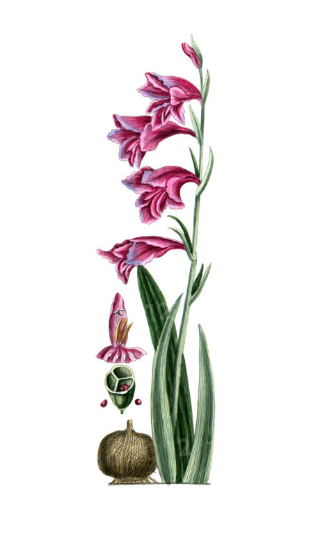 Gladiolus communis