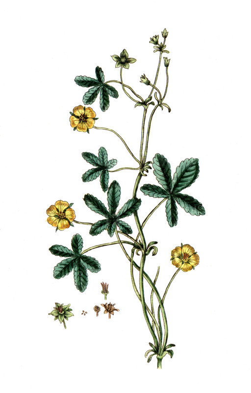 Potentilla reptans