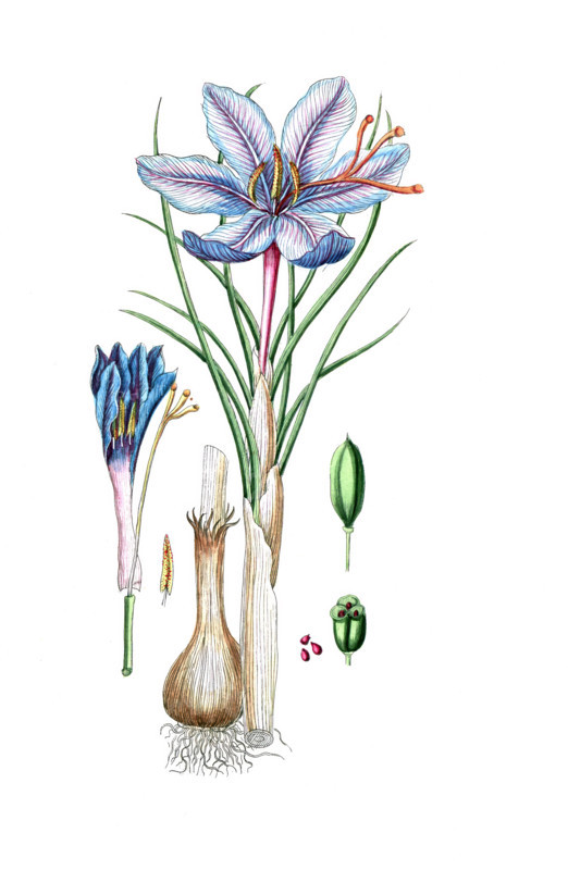 Crocus sativus